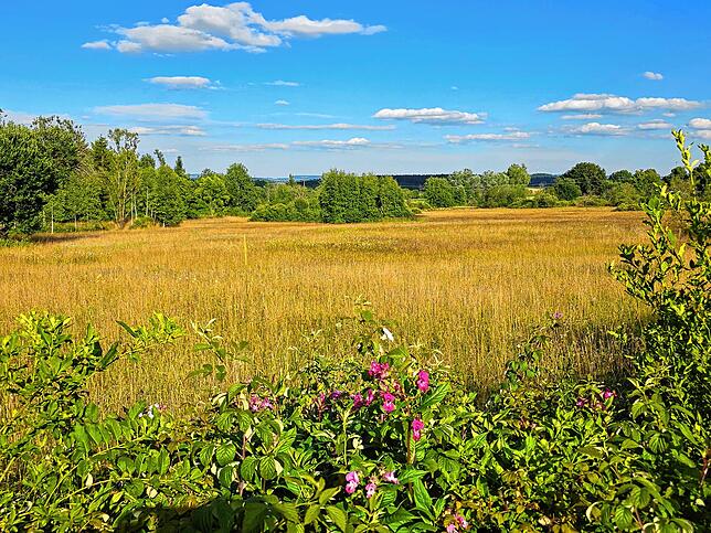 Zum Naturschutzgebiet Gifizenmoos gehören auch Nasswiesen, Hochstaudenflure und Gebüsch mit weiteren Feucht-Lebensräumen.