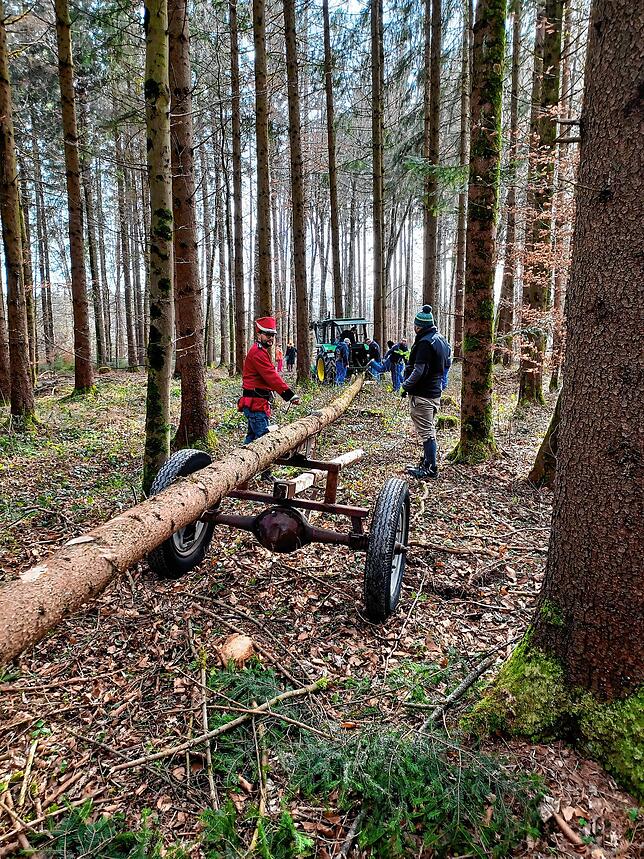 Der Baum im Kalkofener Wald