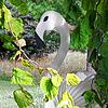 Dieser seltsame Vogel trieb sich im Gebüsch vor der Villa Prym an der Seestraße herum.