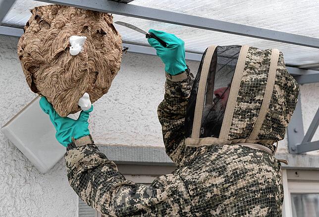 Nachdem er das Ausflugsloch mit Rasierschaum verschlossen und die Tiere im Inneren betäubt hat, löst Experte Reiner Jahn das Nest von ...
