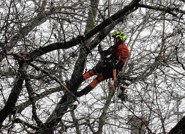 Während seiner Arbeit im Baum hängt Baumkletterer Hoschka sicher in den Seilen.
