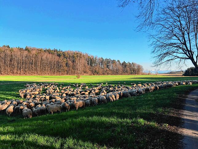 Bild 6: Durchatmen und Ruhe tanken: Wo es sich bei einem Spaziergang in und um Friedrichshafen gut innehalten lässt