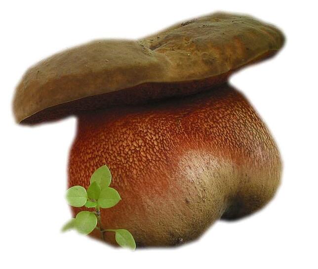 Satansröhrling (Rubroboletus satanas/Boletus satanas).