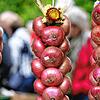 Die Höri-Bülle am Büllezopf: Es ist nur eine Art, wie die besondere Zwiebel vermarktet wird.