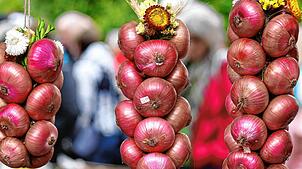 Die Höri-Bülle am Büllezopf: Es ist nur eine Art, wie die besondere Zwiebel vermarktet wird.