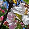 Eine Biene auf einer Apfelblüte