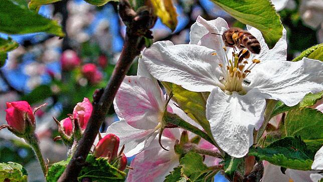Eine Biene auf einer Apfelblüte