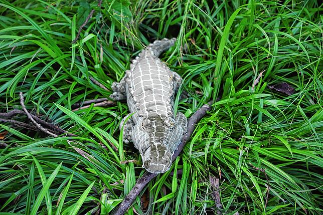 Das Kuscheltier-Krokodil Felix ruht sich in der Wiese aus – Tag und Nacht.