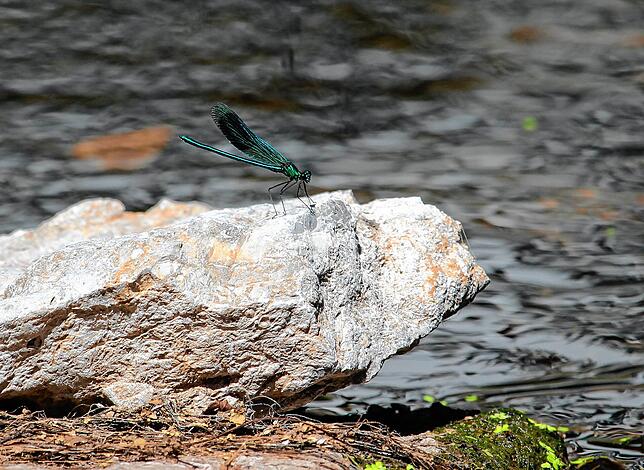 Eine Libelle sitzt auf einem Stein mitten in der äußerst niedrigen Brigach.