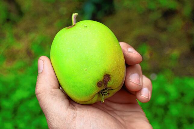 Ein Apfel mit braunen Schorf-Flecken. Der Pilz macht die Ernte aufwendiger, sagt Hubert Knoblauch.