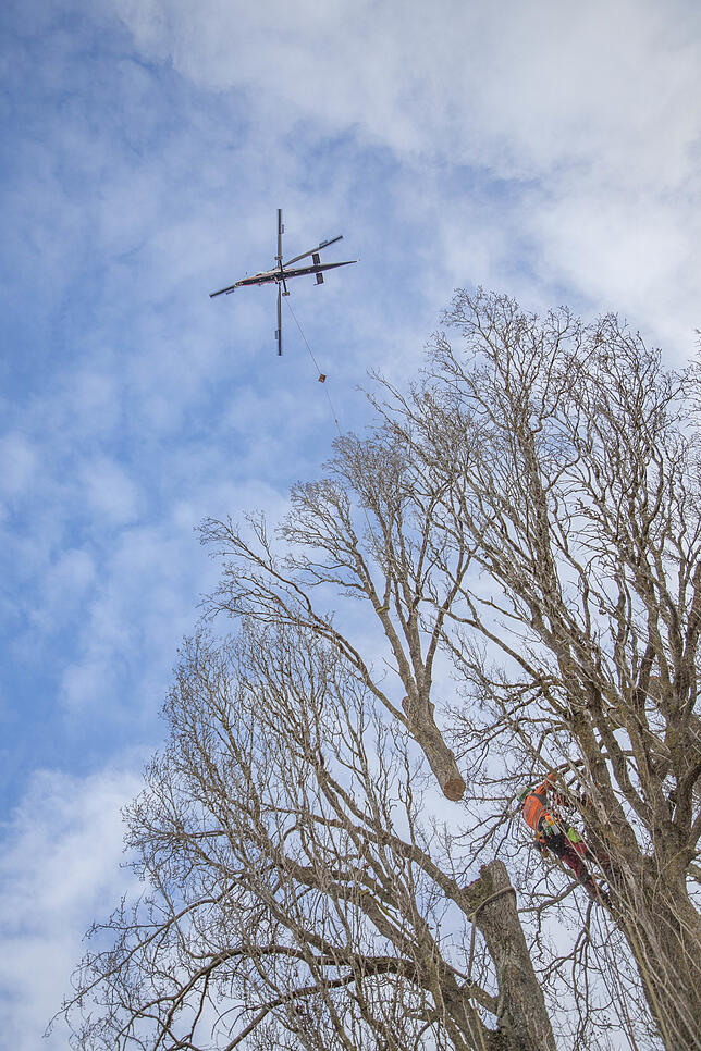 Bild 1: Vier riesige Pappeln müssen in Dingelsdorf gefällt werden. Die Bäume werden mit einem Heli auf dem Luftweg entfernt