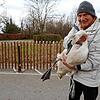 Bernhard Waurick hat einen geschwächten Jungschwan in Unteruhldingen gefunden. Hier trägt er den Vogel über die Seefelder Straße bei den ...
