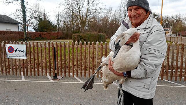 Bernhard Waurick hat einen geschwächten Jungschwan in Unteruhldingen gefunden. Hier trägt er den Vogel über die Seefelder Straße bei den ...