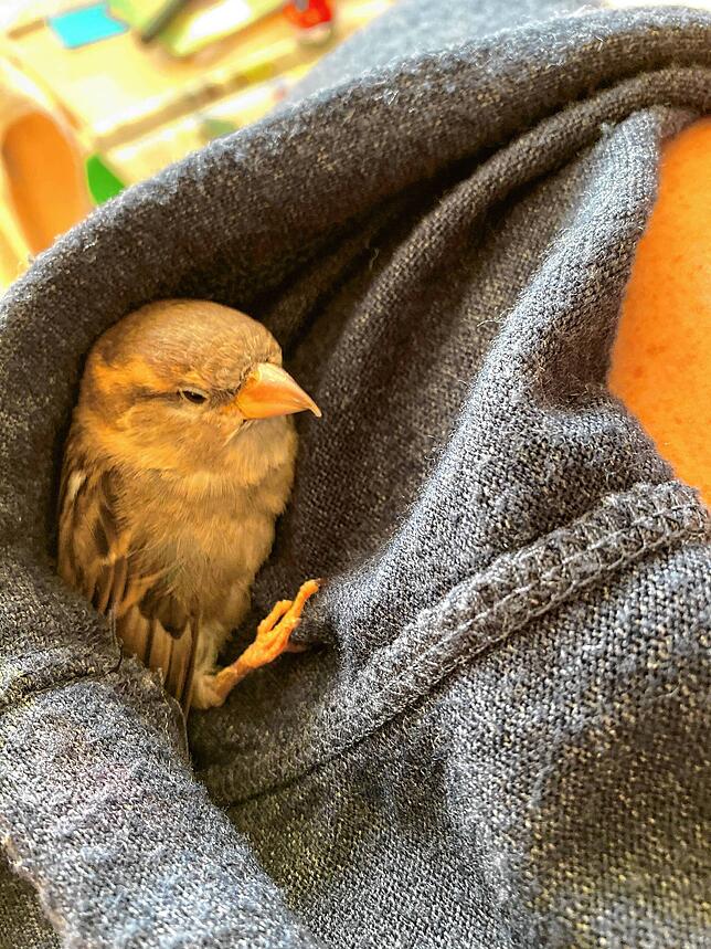 Am liebsten kuschelt sich Spatzi gemütlich ein, wie hier in Josef Baumeisters Pullover.