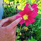 Die große Blüte der Malve: Hier kann viel gezeigt werden.