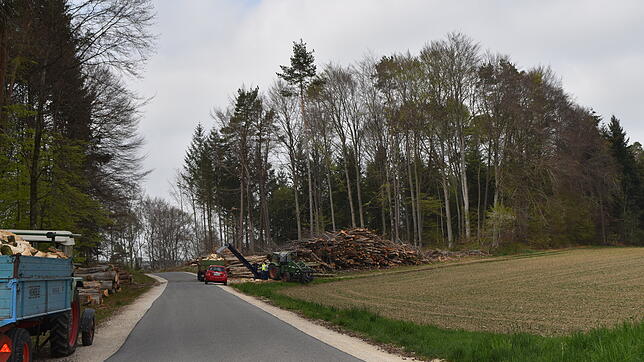 Hier wird Holz aus einem Privatwald geholt. Im Gemeindewald liegt man deutlich hinter den Einschlagquoten der Forsteinrichtung. Deswegen ...