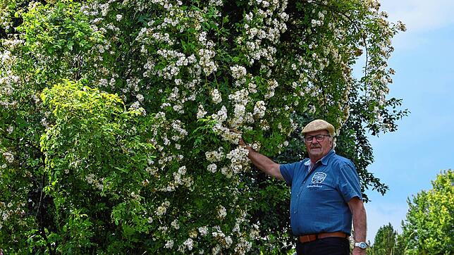 Erich Boll aus Nöggenschwiel erklärt im Monat August das richtige Gießverhalten von Rosen bei den heißen Temperaturen. Bild: Bettina Ebi