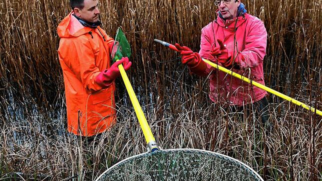 Michael Pfeiffer und Marco Haupt (v.l.) haben beim Elektroabfischen auch die Hechte betäubt. Die werden wieder eingesetzt, um invasive ...