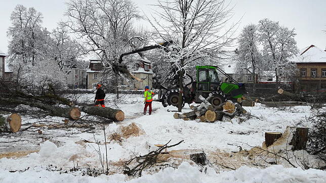 Zwei Arbeiter sind am Montag mit dem Fällen der Bäume auf dem Zinzendorfplatz beschäftigt. Bilder: Patrick Ganter