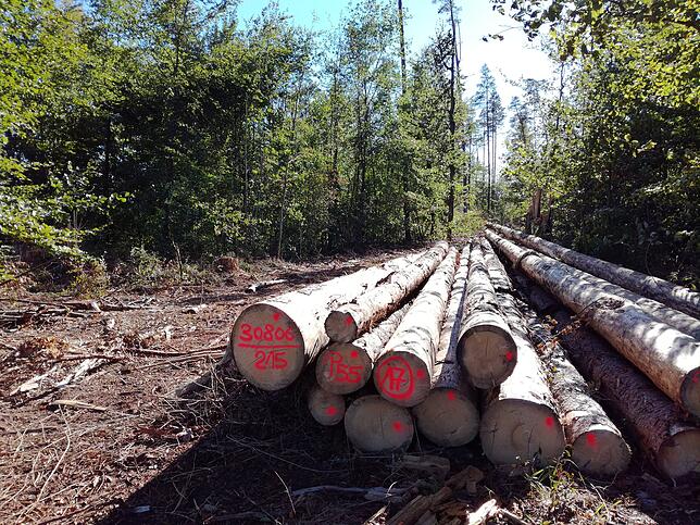 In den Wäldern türmen sich nun große Holzstapel, da nur schwer Lagerflächen ausserhalb der Wälder gefunden werden kann. Jeder Winkel ...