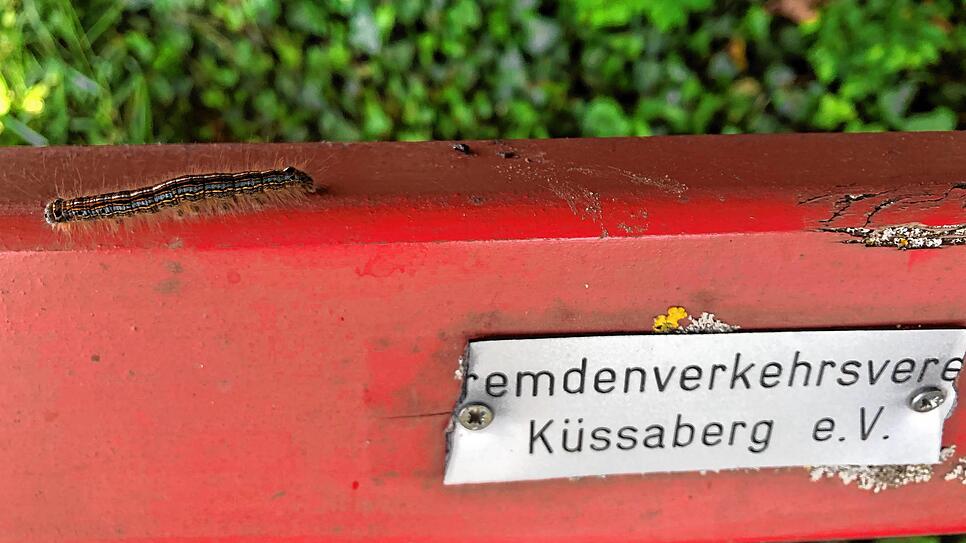 Bild : Wandern vor der Haustür (Teil 4): Durch den Bürgerwald zum Küssaberger Rheinufer