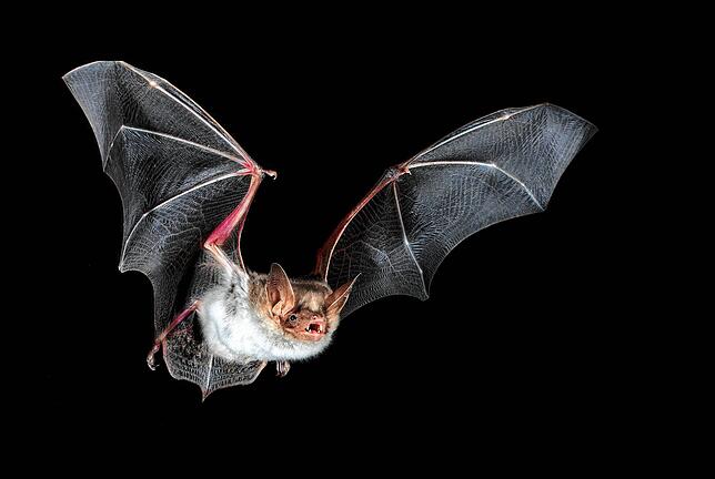 Eine Fledermaus der Art „Großes Mausohr“ im Flug. Um Fledermäuse ist es nach einer Warnung des Naturschutzbundes Nabu ...