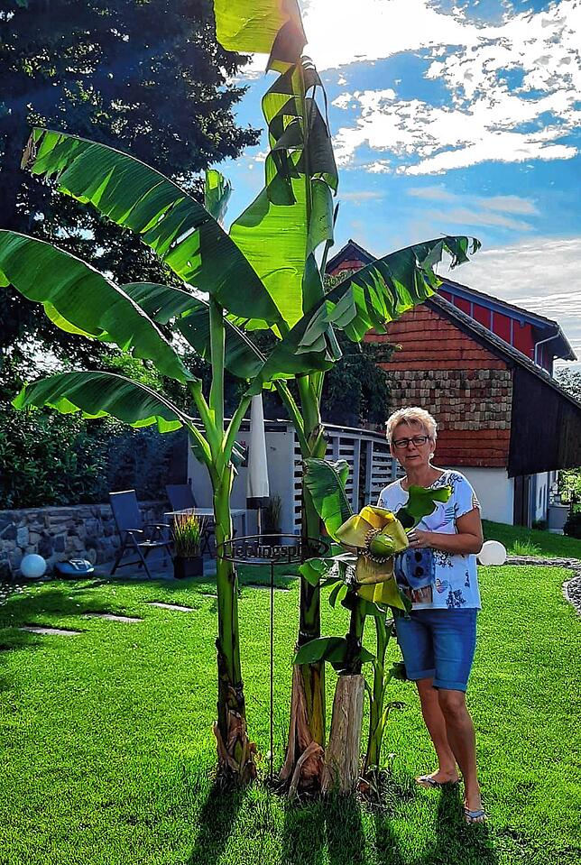 Eine mächtige Pflanze: Die Bananenstaude ist fast doppelt so groß wie Corina Bluhm.
