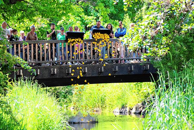 Punkt 14 Uhr schicken Nadine Bähr von der Touristinfo und Bürgermeister Andreas Braun die 200 kleinen Gummienten von der Bachwegbrücke ...