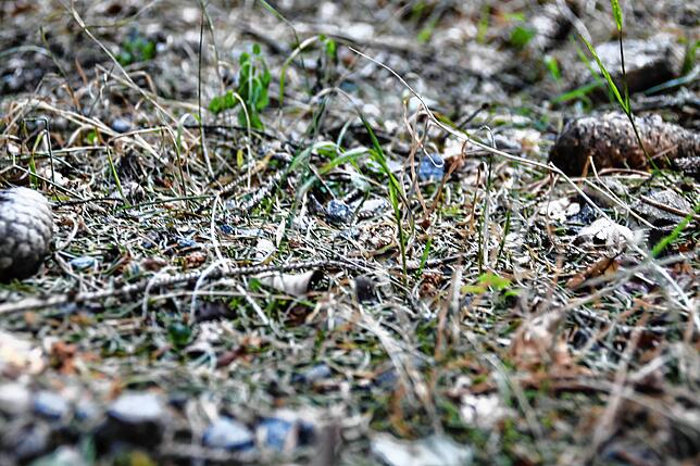Ein weiterer Hinweis auf den Borkenkäfer: Neben den braunen Nadeln wegen der Trockenheit liegen auch grüne Nadeln auf dem Waldboden.