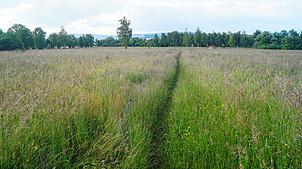 Auf dieser Fläche bei Dingelsdorf ist eine Freiflächen-PV-Anlage geplant, die künftig den Strom für den Betrieb der Heizzentrale des ...