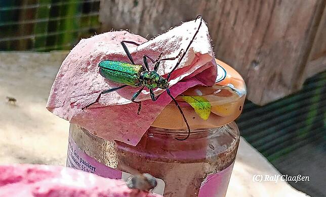 Am Locktopf lassen sich Insekten gut beobachten – hier ein Moschusbock.