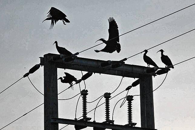 An ungesicherten Mittelspannungsmasten lauert für Waldrappe und andere Großvögel in Österreich nach wie vor eine große Gefahr.
