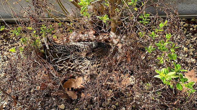 In der Fassadenbegrünung des Technischen Rathauses brütete eine Ente bestens versteckt ihre Eier aus.