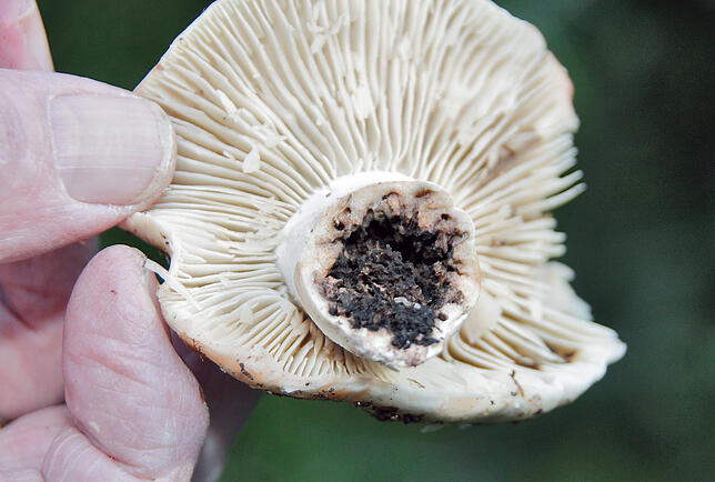Aufgrund der Trockenheit sind die Pilze im Wald anfälliger gegen Fliegenmaden, die sich in Stielen und Hüten einnisten.