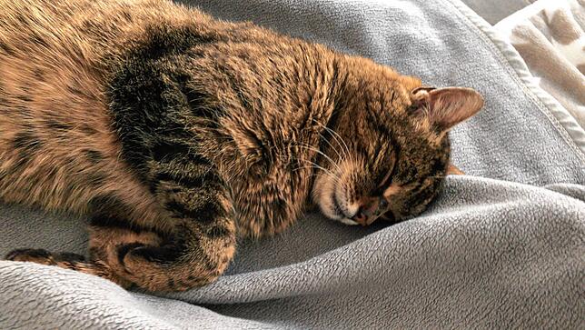 Bild 2: Tierglück: Wenn die geliebte Katze nach Jahren wieder auftaucht <div><div> </div></div>