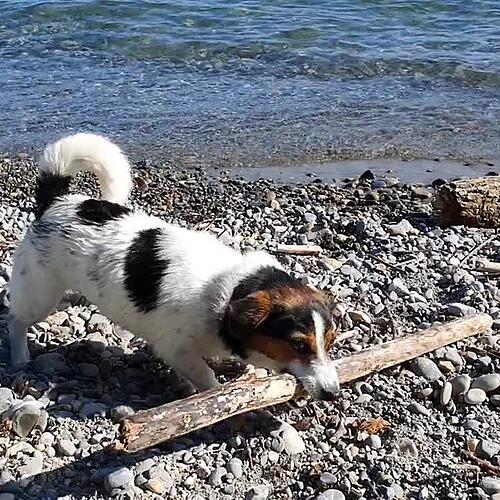 Baden mit Hund - Uferpark Kressbronn