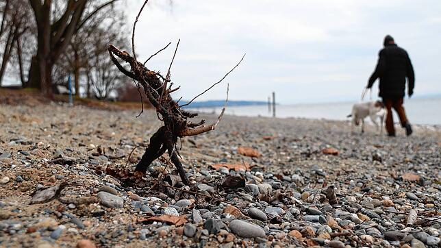Ein Mann läuft mit seinem Hund an einer trockenen Baumwurzel am Ufer des Überlinger Ostbads vorbei: Im Februar hat es nur wenige Male ...