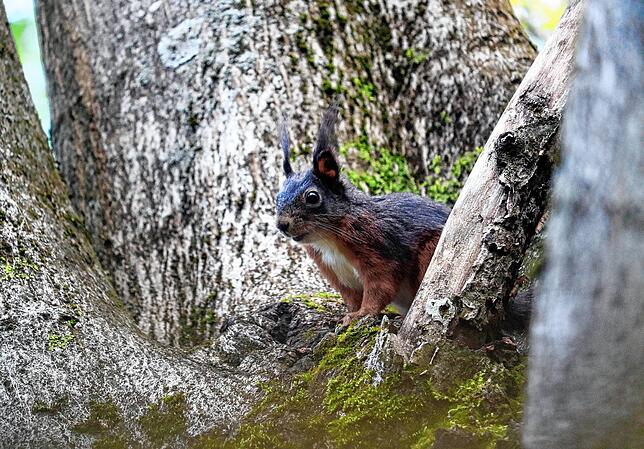 Wo Bäume sind, sind auch Eichhörnchen: So auch an der Ganzjahres-Fütterungsstation auf dem Affenberg Salem.
