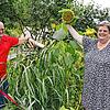 Wenn die Sonnenblumenkerne reif sind, werden die Vögel sie holen: Monika und Andreas Luibrand haben die Plakette &bdquo;Natur im ...