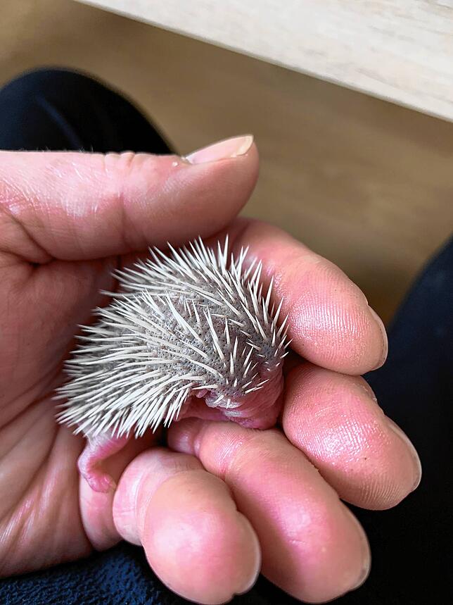 Erst ein paar Tage alt, ist dieses Igel-Baby – die Stacheln sind noch ganz weich und die Augen geschlossen. (Archivbild)
