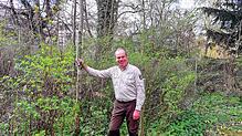 Forstamtsleiter Tobias Kühn präsentiert eine von zwei Roteichen, die im Vorgarten des Forsthauses in der Waldstraße wachsen. Noch sind ...