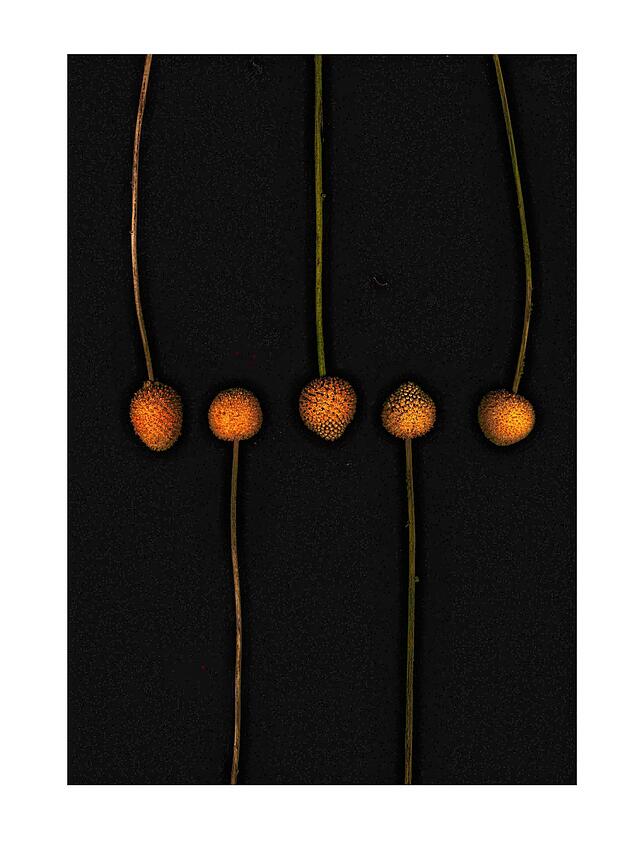 Naturstudie von Barbara Bühlmann-Eschmann.