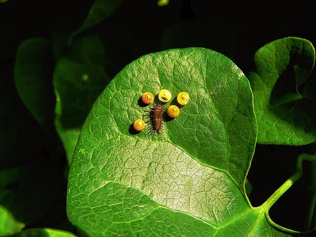 So sehen die Eier und eine frisch geschlüpfte Raupe des Schmetterlings Ornithoptera priamus aus. Benannt wurde diese Art nach König ...