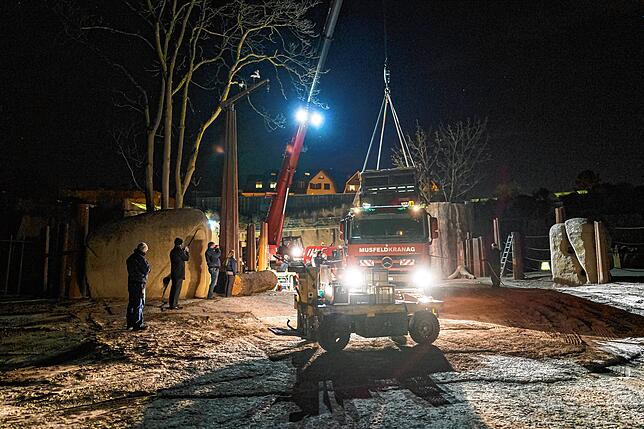 Ganz schön schwer: Die Kiste mit Elefant Tusker wird im April 2021 im Zoo abgeladen.
