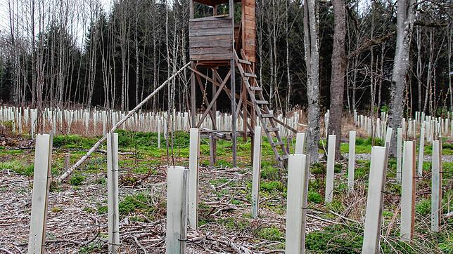 Die jungen Bäumchen werden gegen den Wildverbiss geschützt. Geradezu vorbildhaft hat dieser Waldbesitzer sich gegen den drohenden ...