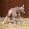 Tufani, das erst zwei Wochen alte Giraffenjunge im Basler Zoo, reckt den Hals und versucht, aufzustehen.