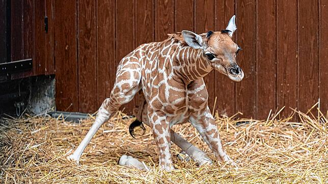 Tufani, das erst zwei Wochen alte Giraffenjunge im Basler Zoo, reckt den Hals und versucht, aufzustehen.