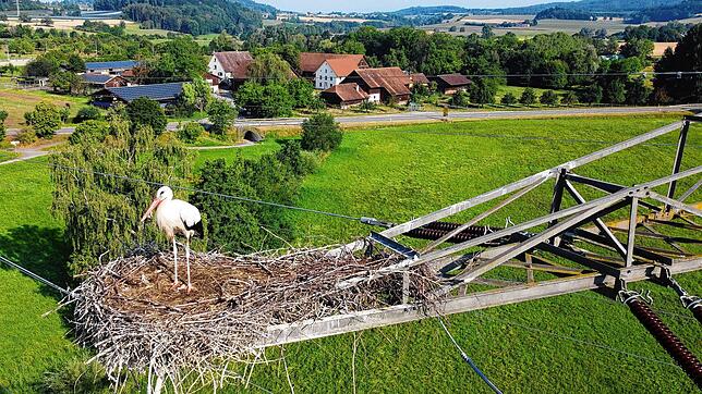 Er trägt einen Ring: Ein Storch auf einem Hochspannungsmast in Überlingen. Seine bereits flügge gewordenen Küken gehen in diesem Jahr ...