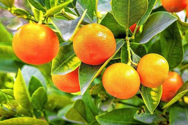 Orangen hängen in einer Plantage am Baum. In den Anbaugebieten grassiert ein Bakterium, das die Ernten vernichtet.