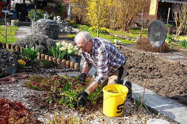 Lothar Scheuble nutzt die ersten milderen Frühlingstage um seine Blumen von dürren Blättern zu befreien.